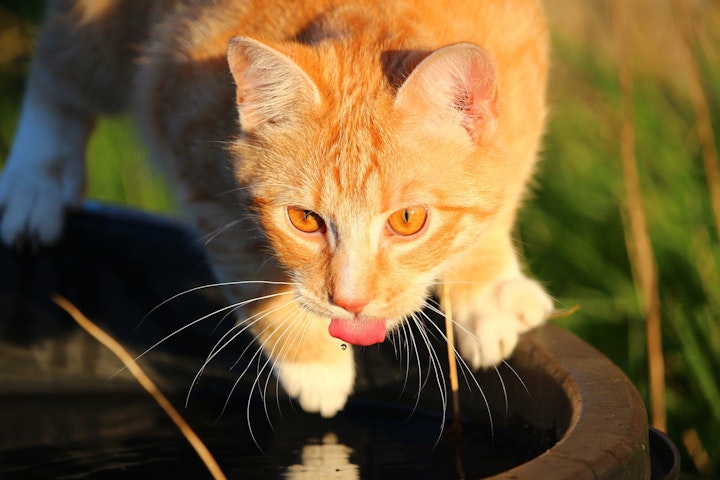 猫,水飲み,水分補給,ヒゲ,自動給水器,水道水