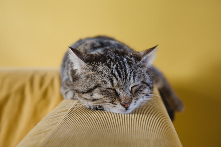 猫,水飲み,水分補給,ヒゲ,自動給水器,水道水