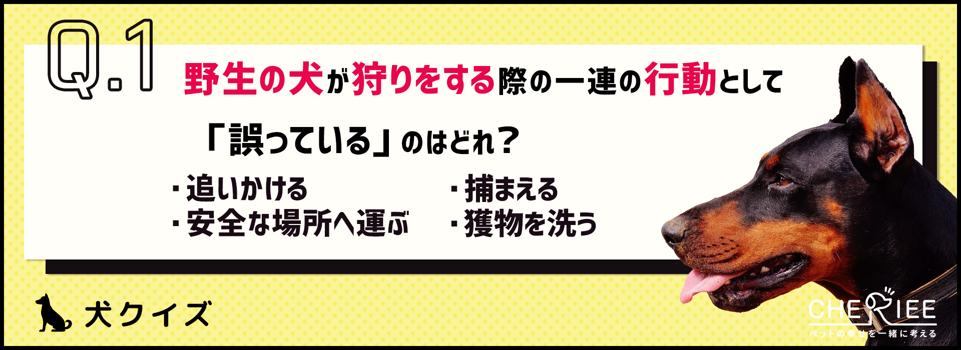 【クイズ】犬の狩猟本能から考えるタイプ別の遊び方は？