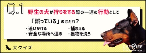 【クイズ】犬の狩猟本能から考えるタイプ別の遊び方は？のアイキャッチ画像