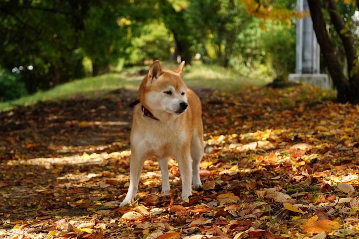 おすすめ,おでかけ,お寺,仏閣,山犬,旅行,歴史,犬,神社