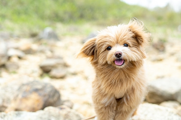 犬図鑑,犬種,ミックス犬,雑種,マルプー,チワプー,チワックス,ポメチワ,チワマル,ポメプー,メリット,デメリット