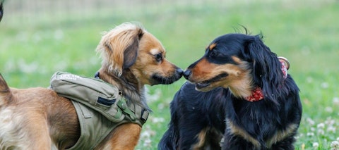 【犬図鑑】かわいいだけじゃない？代表的なミックス犬6種とその特徴のアイキャッチ画像