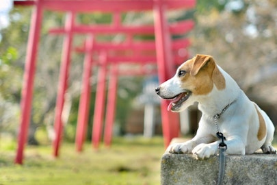 犬好きにおすすめ！犬にゆかりのある神社・仏閣5選【西日本編】のアイキャッチ画像