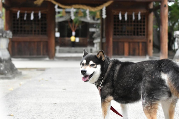 おすすめ,おでかけ,お寺,仏閣,犬,旅行,歴史,犬,神社