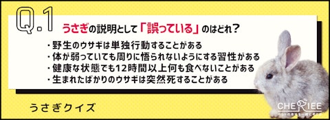 【クイズ】うさぎは寂しいと死ぬ？多頭飼育をするときのポイントとはのアイキャッチ画像