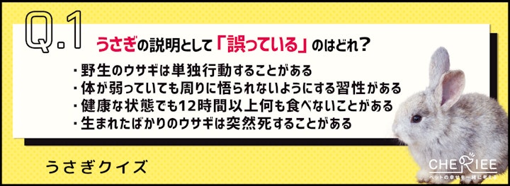 【クイズ】うさぎは寂しいと死ぬ？多頭飼育をするときのポイントとはのアイキャッチ画像