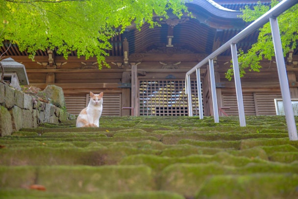 【ねこ神社・ねこ寺】会えたらラッキー！？猫が暮らすお寺5選のアイキャッチ画像