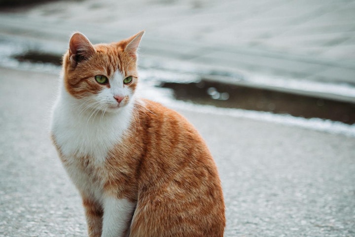 おでかけ,お寺,ねこ寺,ねこ神社,保護猫,旅行,猫,看板猫,神社