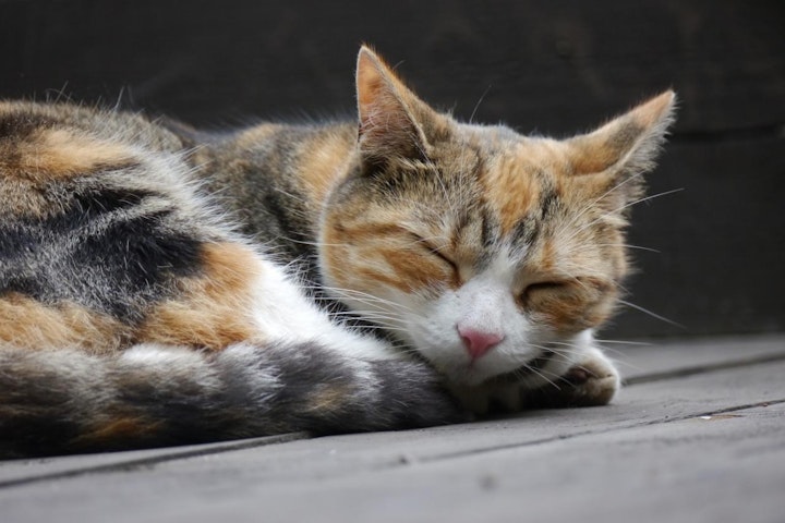 おでかけ,お寺,ねこ寺,ねこ神社,保護猫,旅行,猫,看板猫,神社