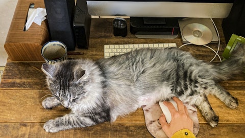 猫が仕事の邪魔をする?うれしいけどちょっと困る時の対処法のアイキャッチ画像