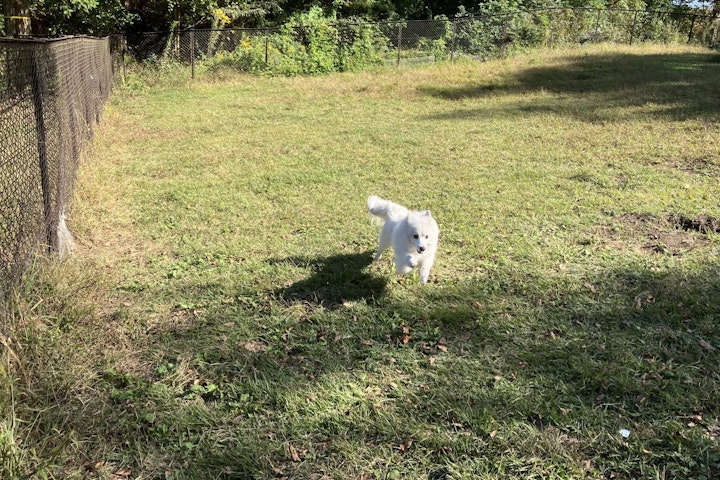 おでかけ,お寺,くらすわ,伝説の犬,光前寺,早太郎,犬,犬旅,霊犬,駒ケ岳SA