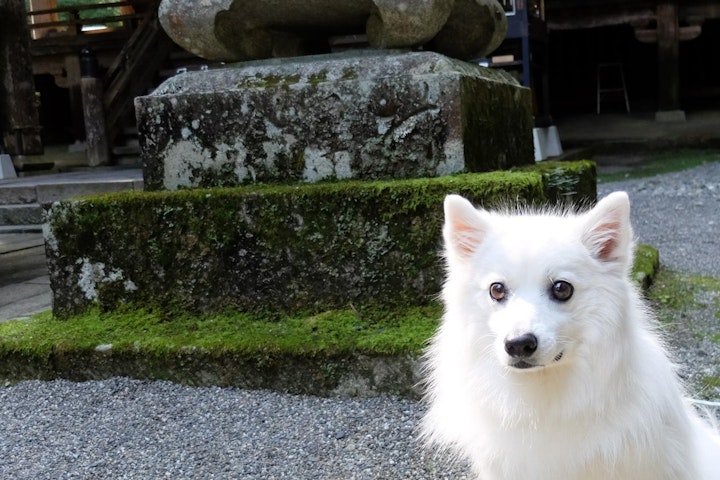 おでかけ,お寺,くらすわ,伝説の犬,光前寺,早太郎,犬,犬旅,霊犬,駒ケ岳SA