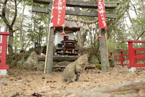 おでかけ,お寺,東日本,猫,神社,旅行