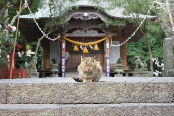 愛猫家にオススメ！猫にゆかりがある神社・仏閣5選【東日本編】のアイキャッチ画像