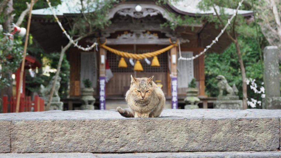 愛猫家にオススメ!猫にゆかりがある神社・仏閣5選【東日本編】