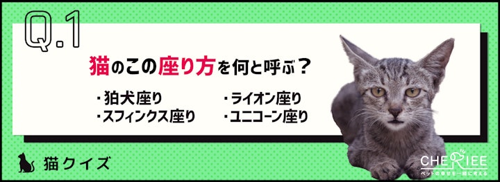 【画像クイズ】猫の可愛い座り方をなんて呼ぶ？座法と心理状態とはのアイキャッチ画像