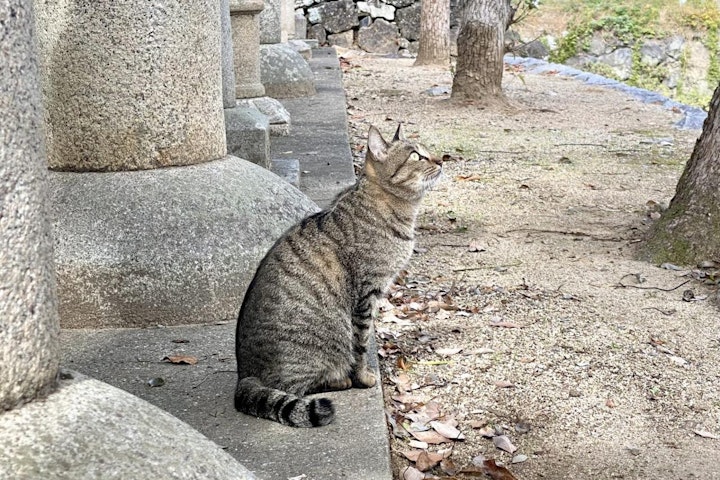 おでかけ,お寺,旅行,西日本,猫,神社