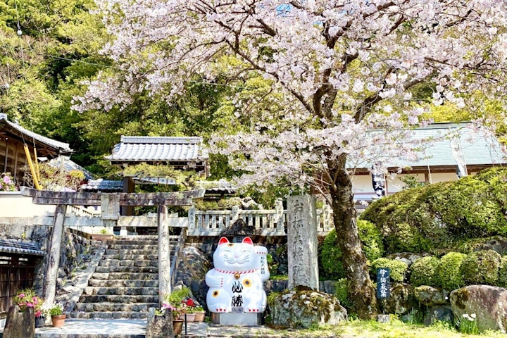 おでかけ,お寺,旅行,西日本,猫,神社