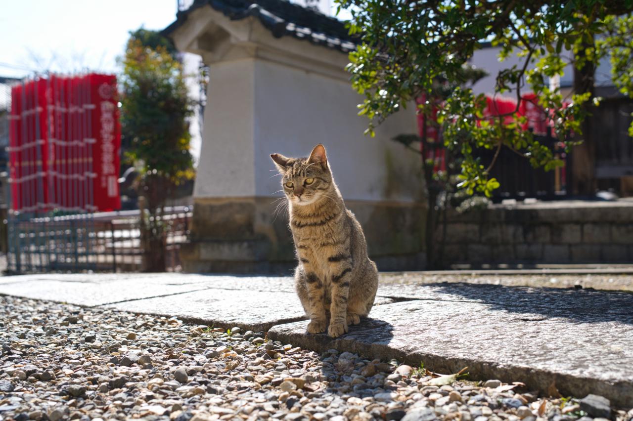 猫好き必見！猫にまつわる神社・仏閣5選【西日本編】