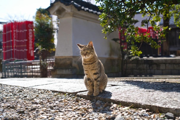 猫好き必見！猫にまつわる神社・仏閣5選【西日本編】のアイキャッチ画像