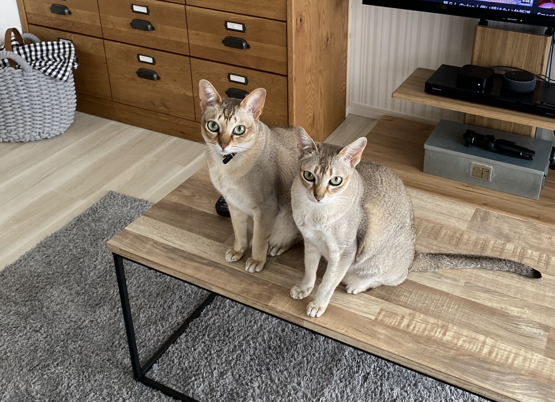 【猫図鑑】小さくて甘えたがり！シンガプーラってどんな猫種？