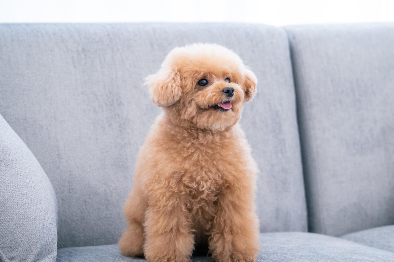 2025年最新版】人気犬種ランキング20！特徴や注意点も解説 - CHERIEE