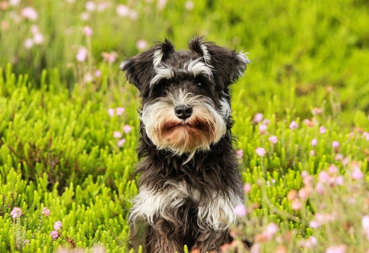 ランキング,人気,犬,犬の健康,犬種,犬種紹介,飼い方,ミニチュア・シュナウザー,シュナ