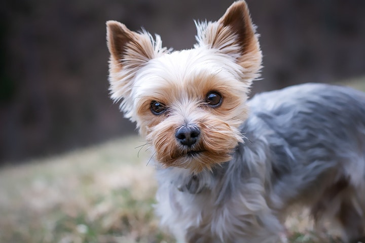 ランキング,人気,犬,犬の健康,犬種,犬種紹介,飼い方,ヨークシャー・テリア,ヨーキー