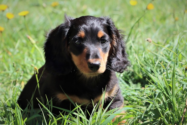 ランキング,人気,犬,犬の健康,犬種,犬種紹介,飼い方,カニーンヘン・ダックスフンド,カニンヘンダックスフンド,ダックスフンド,ダックス