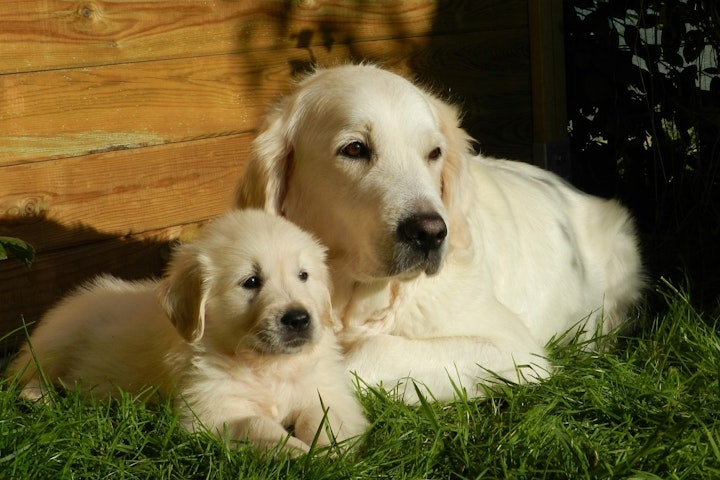 ランキング,人気,犬,犬の健康,犬種,犬種紹介,飼い方,ゴールデン・レトリーバー,ゴールデンレトリバー