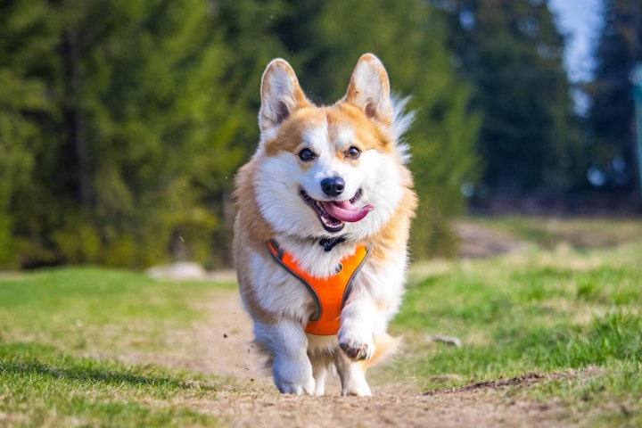 ランキング,人気,犬,犬の健康,犬種,犬種紹介,飼い方,ウェルシュ・コーギー・ペンブローク