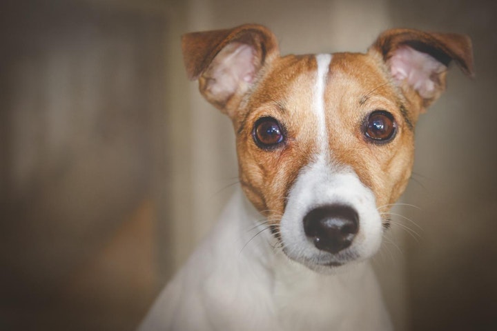 ランキング,人気,犬,犬の健康,犬種,犬種紹介,飼い方,ジャック・ラッセル・テリア