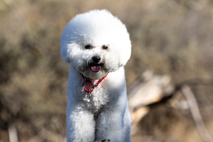 ランキング,人気,犬,犬の健康,犬種,犬種紹介,飼い方,ビション・フリーゼ,ビション