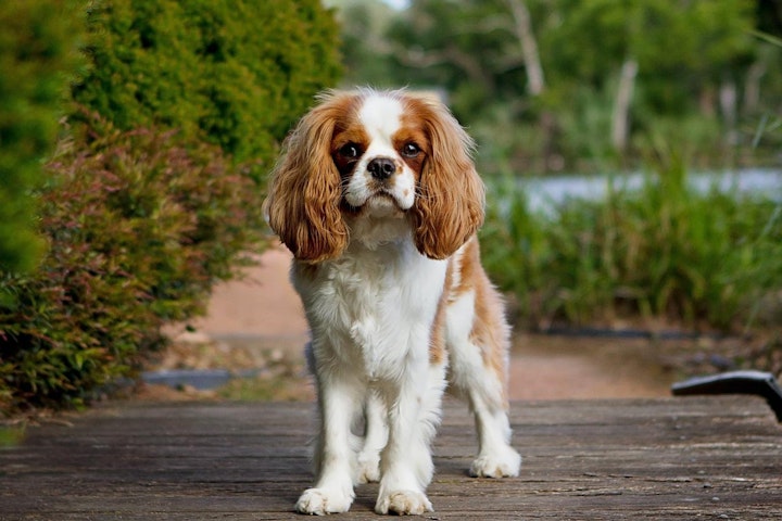 犬,犬の健康,犬種,犬種紹介,飼い方,キャバリア・キング・チャールズ・スパニエル,キャバ