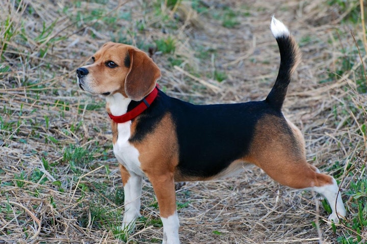 犬,犬の健康,犬種,犬種紹介,飼い方,ビーグル