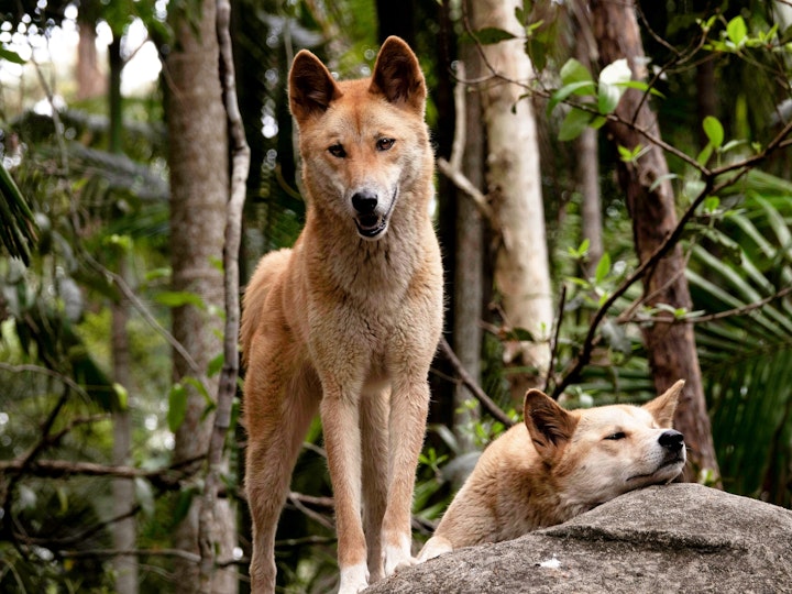 ディンゴ,オーストラリア,野犬,柴犬,イエイヌ,遺伝子,純血種