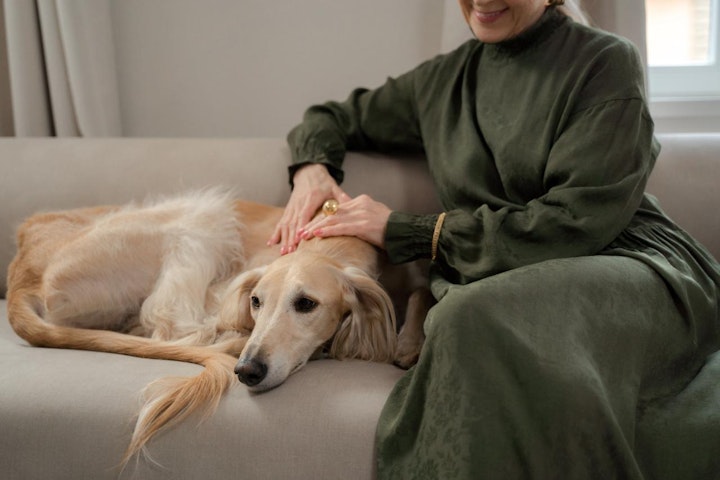 ランキング,人気,犬,犬の健康,犬種,犬種紹介,飼い方