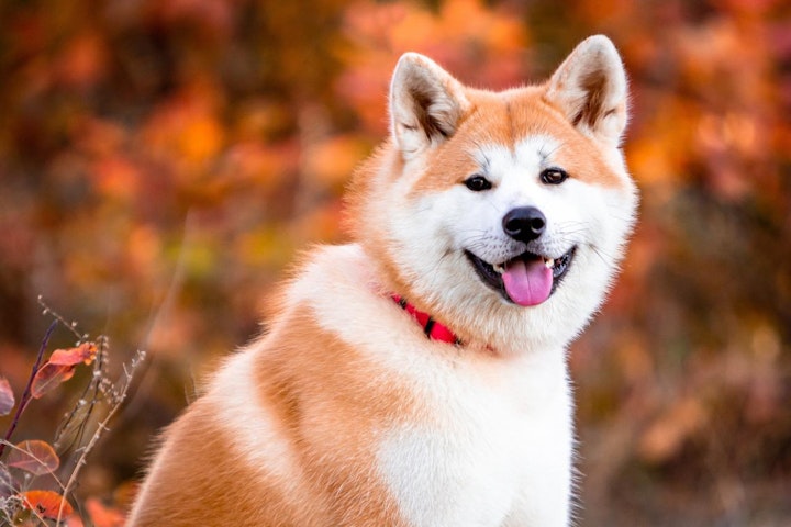 犬,犬の健康,犬種,犬種紹介,飼い方,秋田犬