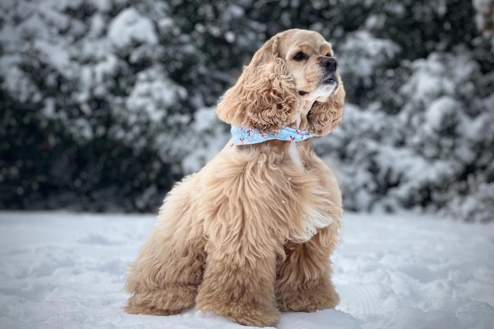 犬,犬の健康,犬種,犬種紹介,飼い方,アメリカン・コッカー・スパニエル,アメコカ