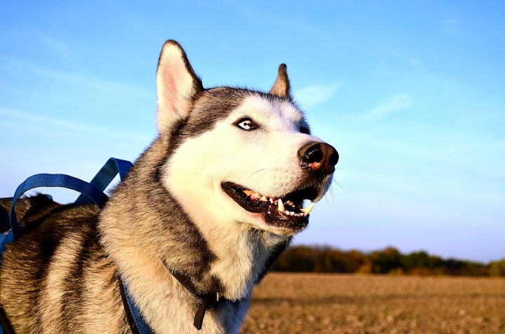 犬,犬の健康,犬種,犬種紹介,飼い方,シベリアン・ハスキー