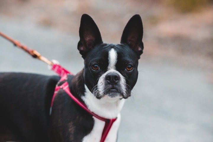 犬,犬の健康,犬種,犬種紹介,飼い方,ボストン・テリア