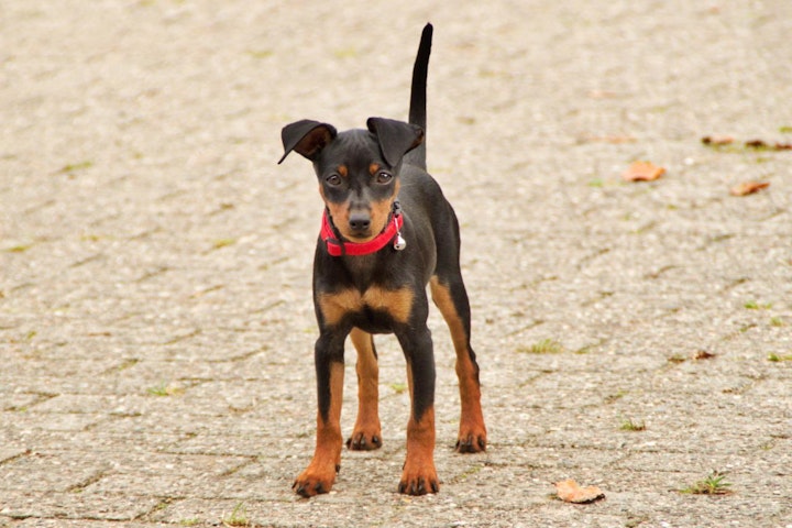 犬,犬の健康,犬種,犬種紹介,飼い方,ミニチュア・ピンシャー,ミニピン