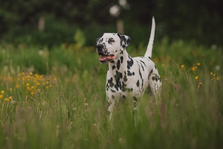 犬,犬の健康,犬種,犬種紹介,飼い方,ダルメシアン