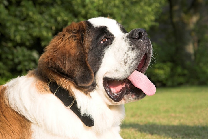 犬,犬の健康,犬種,犬種紹介,飼い方,セント・バーナード