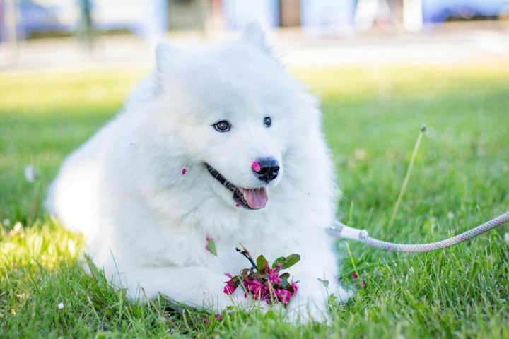 犬,犬の健康,犬種,犬種紹介,飼い方,サモエド