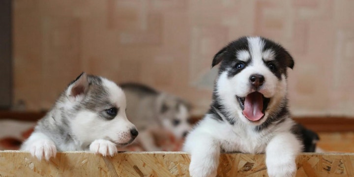 【人気犬種ランキング番外編】まだまだたくさんいる！魅力的な犬たち - CHERIEE あにまるマガジン