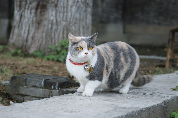 猫図鑑,猫種,マンチカン,歴史,由来,特徴,性格,マンチカン立ち,肥満,スキンシップ,後発疾患