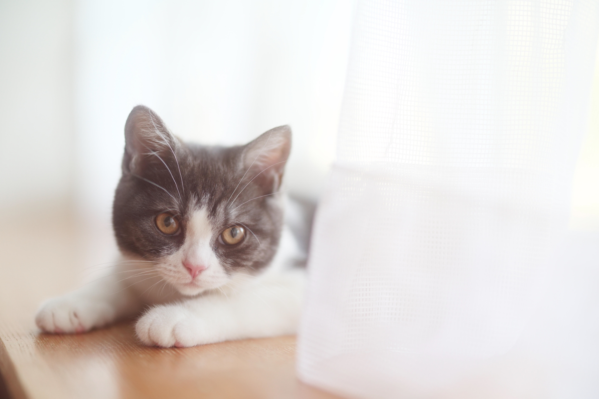 猫図鑑】短足で愛らしい！マンチカンの特徴と飼い方のポイント（シェリー）｜ｄメニューニュース（NTTドコモ）