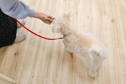 今日からトレーニングを始めよう！犬育てで後悔する5つの慣れのアイキャッチ画像